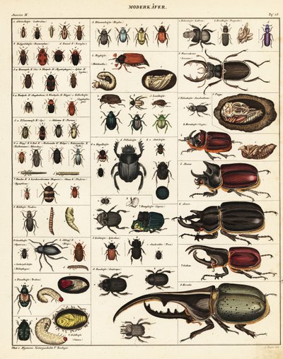 カブトムシの品種、1841年（リトグラフ） 作： Unbekannter Künstler