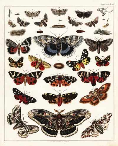 蝶、蛾などの品種、1841年（リトグラフ） 作： Unbekannter Künstler