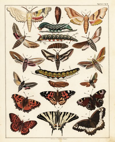 蝶、蛾などの品種、1841年（リトグラフ） 作： Unbekannter Künstler