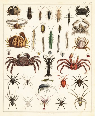 カニとクモの品種、1841年（リトグラフ） 作： Unbekannter Künstler