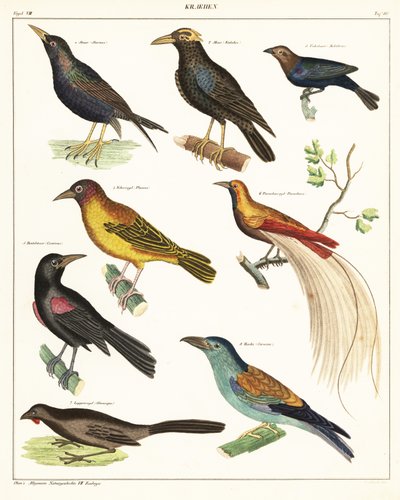 エキゾチックな鳥の品種。 1841年（リトグラフ） 作： Unbekannter Künstler