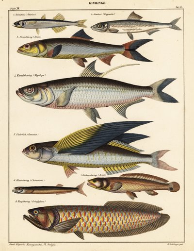 魚の品種、1841年（リトグラフ） 作： Unbekannter Künstler