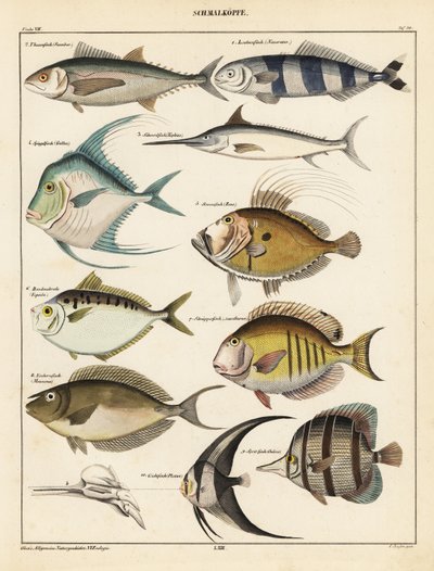 魚の品種、1841年（リトグラフ） 作： Unbekannter Künstler