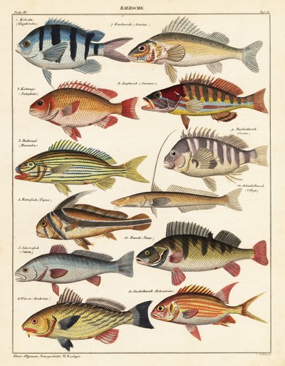 魚の品種、1841年（リトグラフ） 作： Unbekannter Künstler