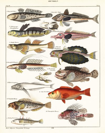 魚の品種、1841年（リトグラフ） 作： Unbekannter Künstler