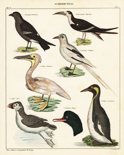 海鳥の品種。 1841年（リトグラフ） 作： Unbekannter Künstler