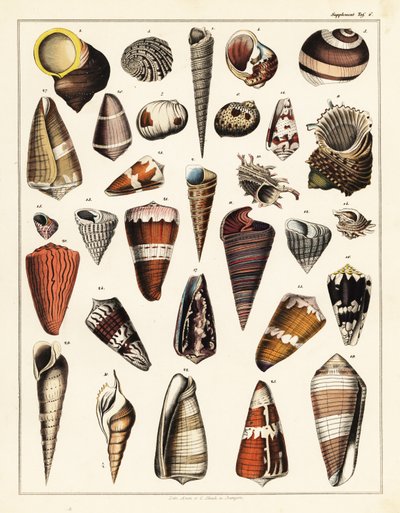さまざまな貝殻、軟体動物、1841年（リトグラフ） 作： Unbekannter Künstler