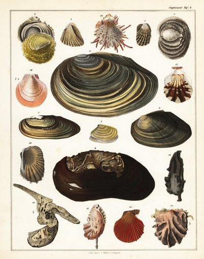 さまざまな貝殻、軟体動物、1841年（リトグラフ） 作： Unbekannter Künstler