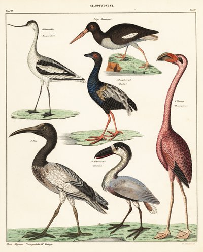 渡り鳥の品種。 1841年（リトグラフ） 作： Unbekannter Künstler