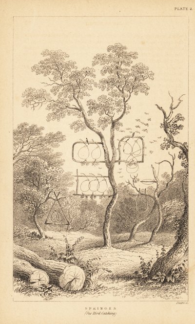 鳥捕り用ワイヤートラップ各種。 1889年（彫刻） 作： Unbekannter Künstler