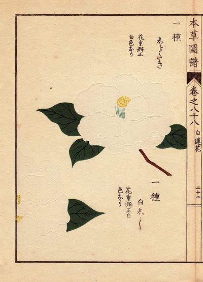 日本産カメリア（テア・ジャポニカ・ノイス）の品種：白滝と白獅子、白い花。岩崎灌園（1786-1842）植物学者、昆虫学、日本動物学の木版画、1884年『本草図譜』に掲載。 作： Unbekannter Künstler