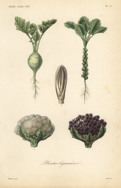 野菜、植物（Plantes legumieres 作： Unbekannt