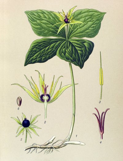 有毒植物（有毒）：四つ葉のパリセット（Paris quadrifolia） 作： Unbekannter Künstler