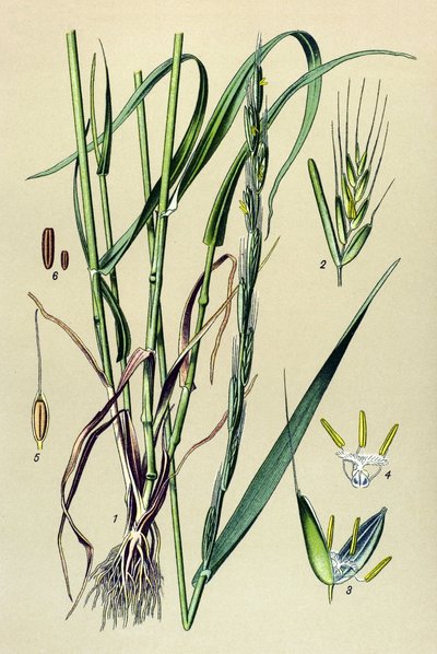 有毒植物（有毒）：酔わせる籾殻（Lolium temulentum） 作： Unbekannter Künstler