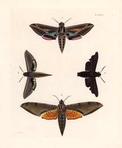 ツルスズメガ、Eummorpha vitis 1、ムーンフルスズガ、Enyo lugubris 2、テルサスズガ、Xylophanes tersa 3、ストリークスズガ、Proambulyx strigilis 4。 ジョン・O・ウェストウッドによるドルー・ドリーの新版 "Illustrations of Exotic Ento "からの手彩色リトグラフ。 作： Unbekannter Künstler