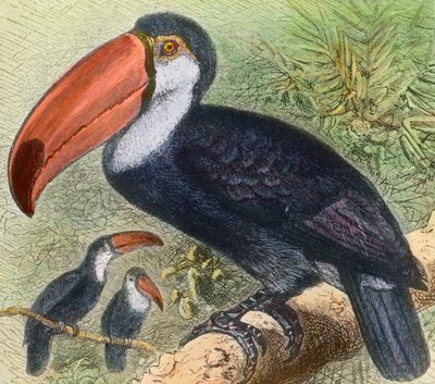 動物園の鳥類部門の見学 作： Unbekannter Künstler
