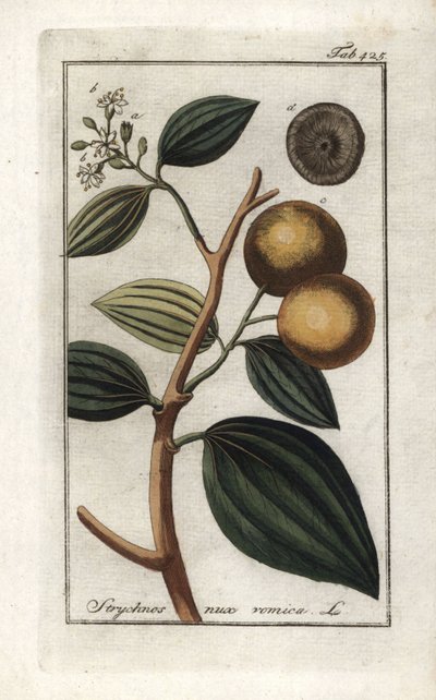 ボミカー（Strychnis nux-vomica）。オランダ、ヨハネス・ゾーン（1739-1799）作 "Afbeelding der Artseny-Gewassen "からのリトグラフ。 作： Unbekannter Künstler