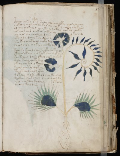 ヴォイニッチ・マニュスクリプト folio 56r, c.1500 （羊皮紙にインク 作： Unbekannt