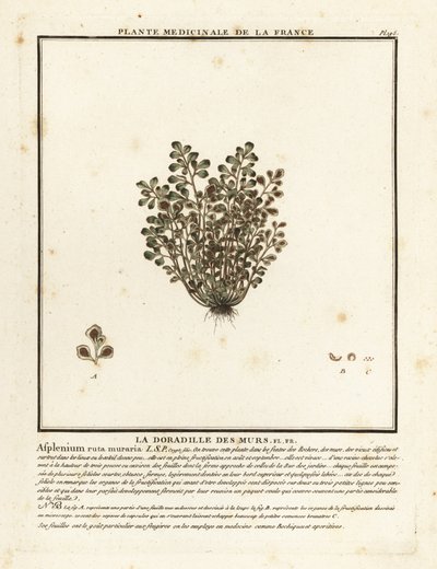 Wall-rue、Asplenium ruta-maria。 作： Unbekannter Künstler