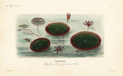 水しぶき、Brasenia schreberi、Hydropeltis purpurea、Hydropeltis 作： Unbekannt
