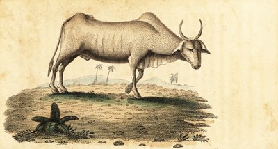 水牛、ブバルス・ブバルス、1800年（彫刻） 作： Unbekannter Künstler