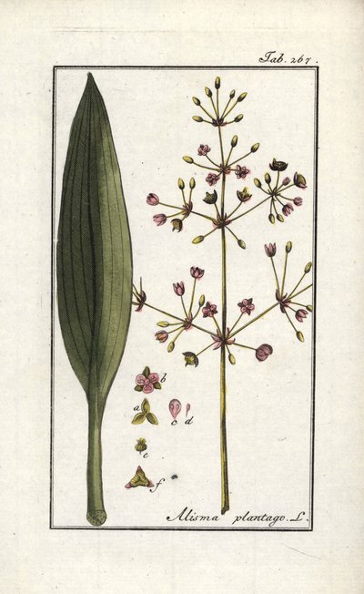 水オオバコ（Alisma plantago-aquatica）。オランダ、ヨハネス・ゾーン（1739-1799）作 "Afbeelding der Artseny-Gewassen"（薬草標本）のリトグラフ。 作： Unbekannter Künstler