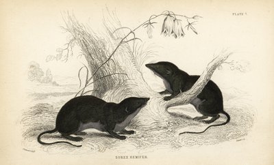 ウォーター・トガリネズミ、ネオミス・フォディエンス（Sorex remifer, Sorex fodiens）。エジンバラのWilliam Jardine