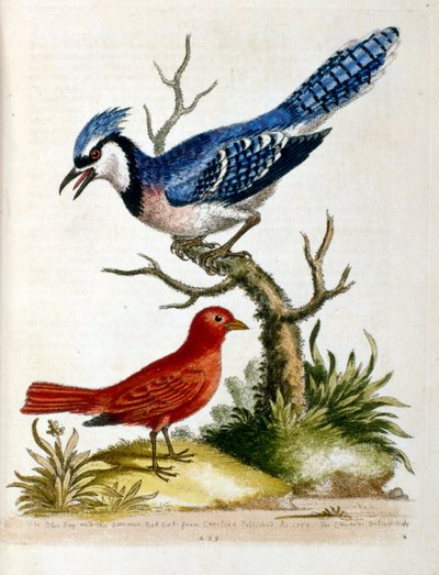 1750年、G・エドワーズによる珍しい鳥の本からの水彩イラスト。ジョージ・エドワーズ（1694-1773）はイギリスの博物学者、鳥類学者。ヨーロッパを広く旅し、博物学、特に鳥類を研究した。彼の名は 作： Unbekannter Künstler
