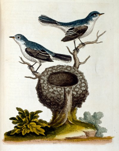 1750年、G・エドワーズによる珍しい鳥の本からの水彩イラスト。ジョージ・エドワーズ（1694-1773）はイギリスの博物学者、鳥類学者。ヨーロッパを広く旅し、博物学、特に鳥類を研究した。彼の名は 作： Unbekannter Künstler