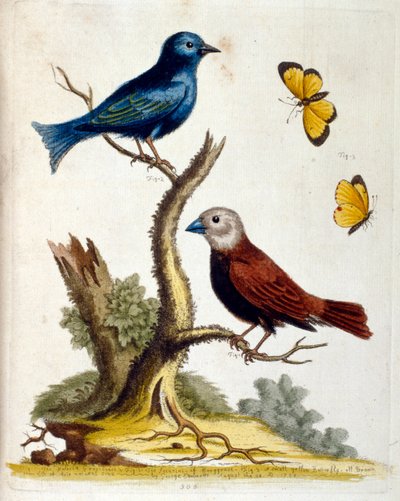1750年、G・エドワーズによる珍しい鳥の本からの水彩イラスト。ジョージ・エドワーズ（1694-1773）はイギリスの博物学者、鳥類学者。ヨーロッパを広く旅し、博物学、特に鳥類を研究した。彼の名は 作： Unbekannter Künstler