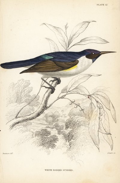 ニシムラサキツグミ、Anthreptes longuemarei（シロムラサキツグミ、Anthreptes leucosoma）。ウィリアム・ジャーディン卿の『Naturalist
