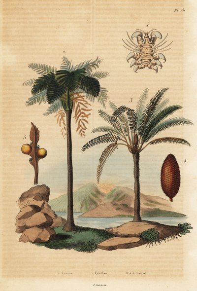 ホエールラウス、Cyamus ovalis 1、West Indian treefern、Cyathea arborea 2、Japanese sago palm、Cycas revoluta 3-5 作： Unbekannt