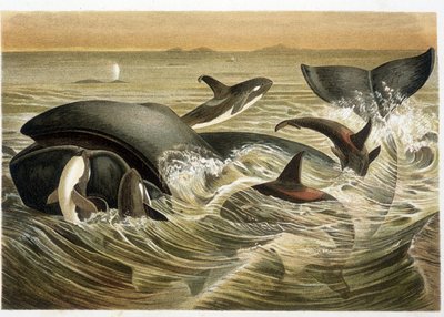 A.E.ブレム著『Vita degli Animali』（1893年版）にW.クナートがカラーで描いたクジラとシャチ。 作： Unbekannt