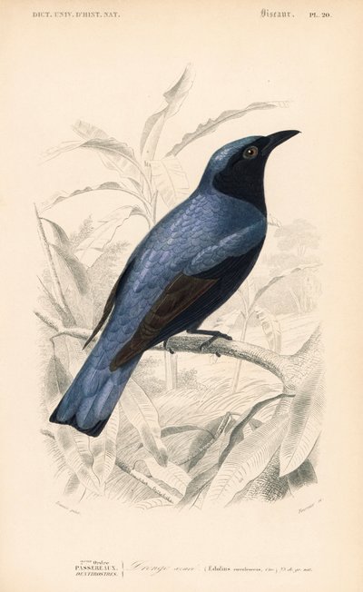 シロハラインコDicrurus caerulescens。シャルル・ドルビニーの『自然史辞典』（パリ）に掲載されたエドゥアール・トラヴィの挿絵をもとにフルニエが手彩色したエングレーヴィング。 作： Unbekannter Künstler