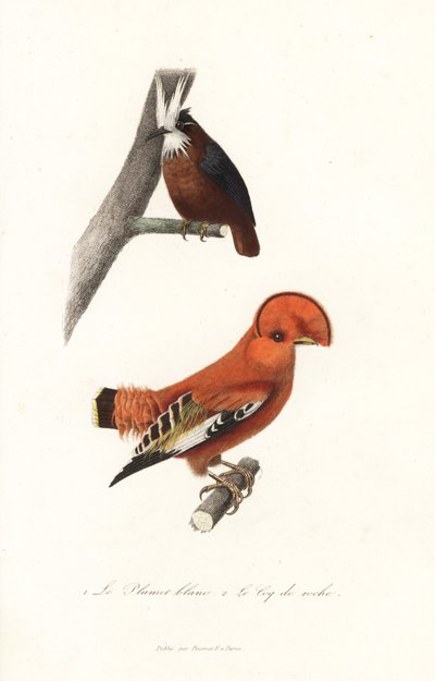 羽ばたき蟻鳥とギアナン コック オブ ザ ロック。 作： Unbekannter Künstler