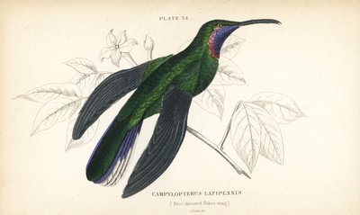 シロオサボリ、Campylopterus ensipennis（アオサボリ、Trochilus latipennis）。Sir William Jardine