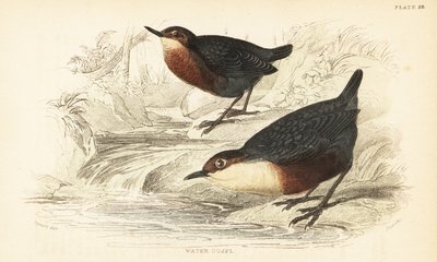ノドジロシロまたはオウゼル、Cinclus cinclus.1889 (彫刻) 作： Unbekannter Künstler