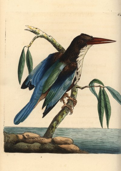 ホワイトスロート・カワセミ、Halcyon smyrnensis（スミルナ・カワセミ、Alcedo smyrnensis）。リチャード・ポリドール・ノダーが描き、エングレーヴィングしたイラスト。George Shaw and Frederick Nodder