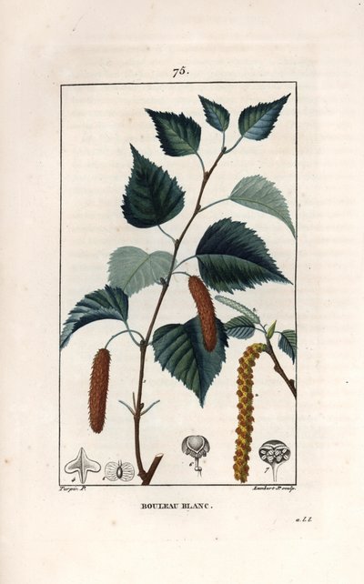 白樺またはイボ樺 - ピエール・ジャン・フランソワ・トゥルパン（1775-1840）のデッサンに基づくランベール・フィルスのエングレーヴィング、La flore medicale, de Chaumeton, Poiret et Chamberet, Paris 1830より - 銀白樺の木（Betula pendula）、葉、カタクリ、種子 - Eng 作： Unbekannter Künstler