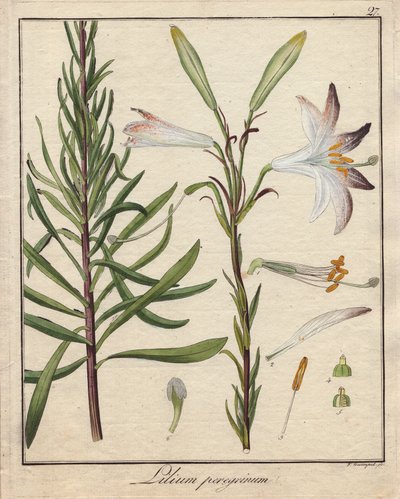 白いユリ。カラー銅版画、『Botanique Medicinale』所収（ドイツ、ベルリン刊 作： Unbekannter Künstler