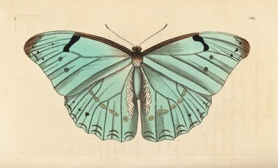 白いモルフォ、Morpho laertes 作： Unbekannt
