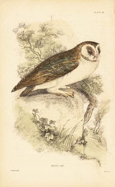 白いフクロウまたはメンフクロウ、ティト アルバ、岩の上に腰掛け。 1889年（彫刻） 作： Unbekannter Künstler