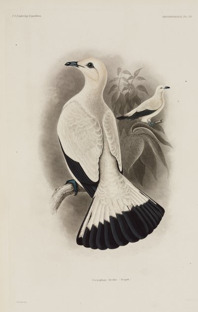 白鳩 作： Unbekannter Künstler