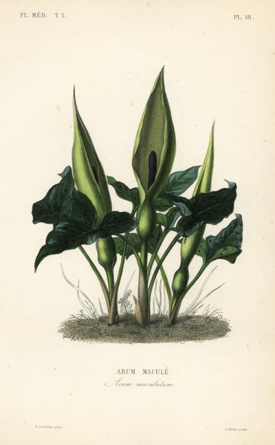 野生のアルム（Arum）、lords-and-ladies or jack in pulpit, Arum maculatum, Arum macule 作： Unbekannt