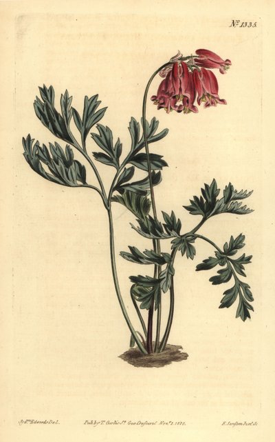 野生のブリーディングハート、Dicentra formosa 作： Unbekannt