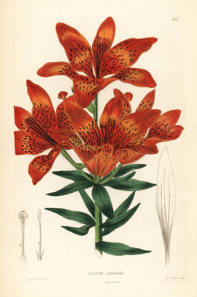 野生のユリ - シベリアユリ、Lilium pensylvanicum (Showy Siberian lily, Lilium spectabile)。ジョン・リンドリーとロバート・スウィートの『観賞用花園と灌木』より、エドウィン・ダルトン・スミスを模したA・ベイリーによる手彩色銅版画。 作： Unbekannter Künstler