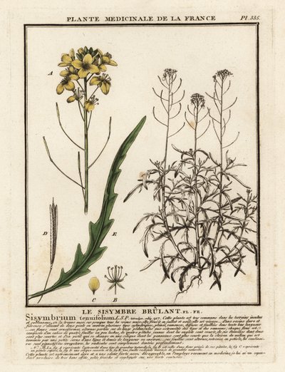 野生のロケット、Diplotaxis tenuifolia。 作： Unbekannter Künstler