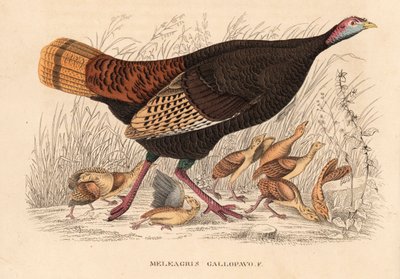 野生の七面鳥、Meleagris gallopavo、雛を連れた雌鳥。ゲオルク・フリードリッヒ・トライチケの自然史ギャラリー、ティエライヒ自然史ビルダーザール、リエプツィヒ所蔵の手彩色リトグラフ。 作： Unbekannter Künstler