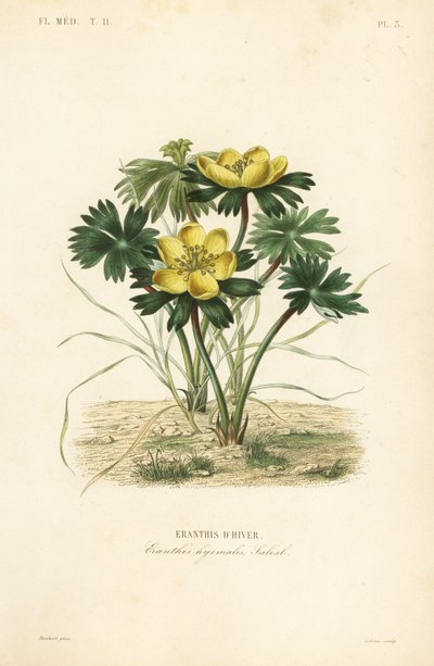 冬のトリカブト、Eranthis hyemalis、Eranthis d