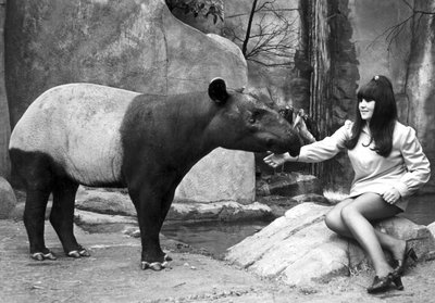 貘に餌をやる女性（マンチェスター、ベルビュー動物園、1970年4月 作： Unbekannt